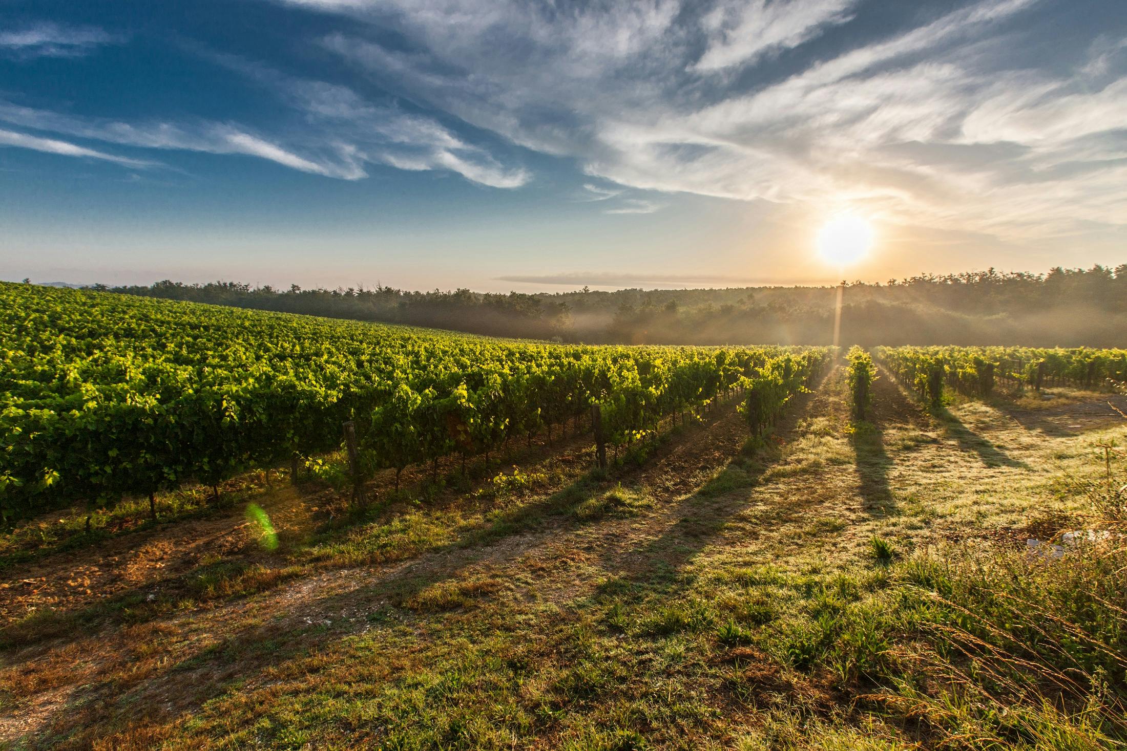 Bordeaux Château mit Weinbergen